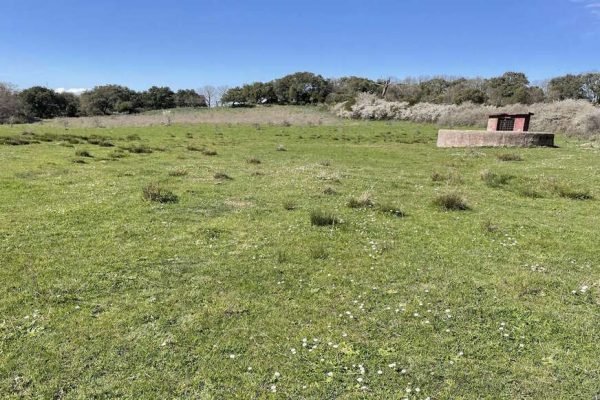 terreno_agricolo_vendita_luras_gallura_nord_sardegna_11